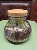 Med Potbelly Terrarium