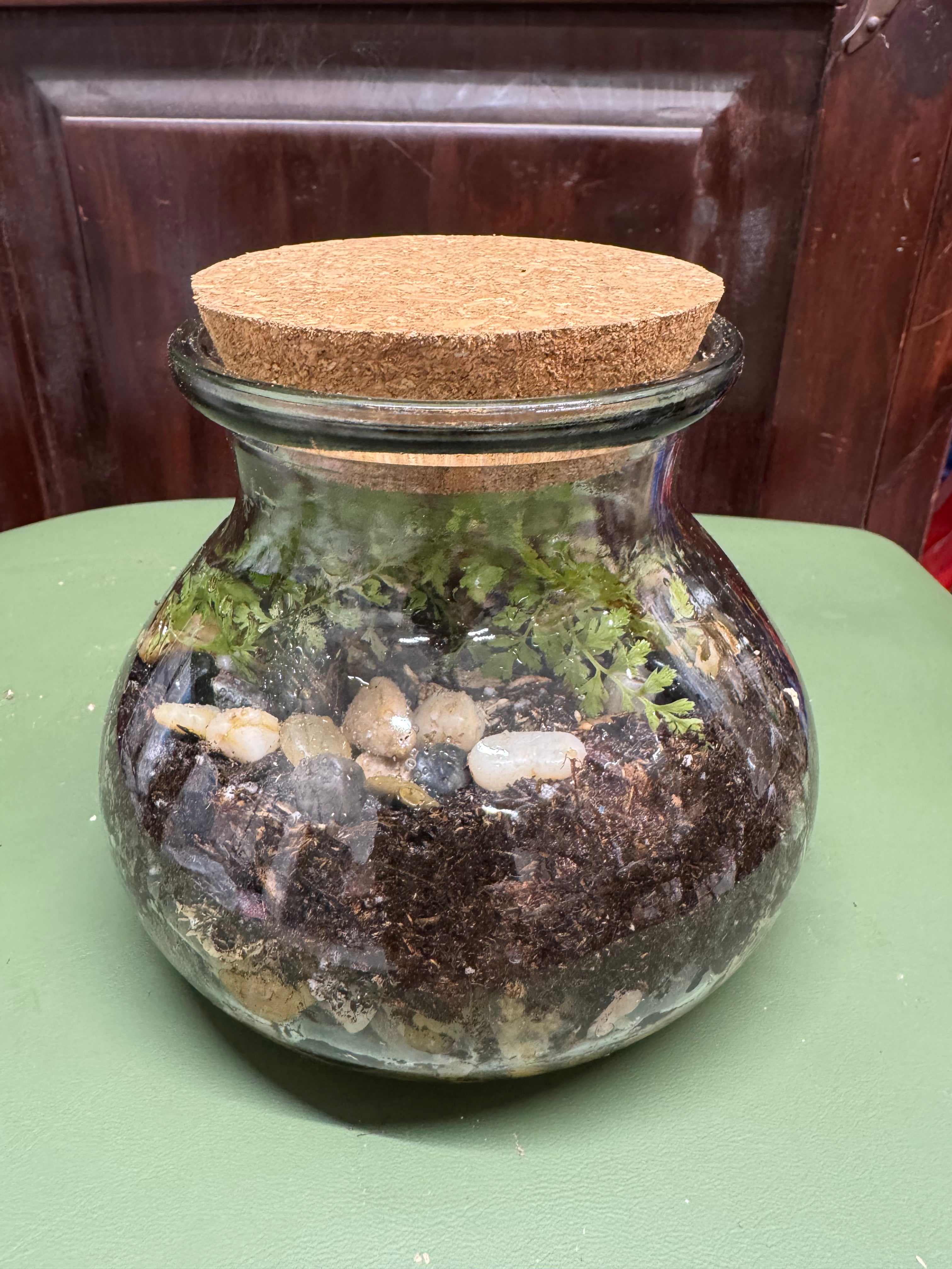 Med Potbelly Terrarium