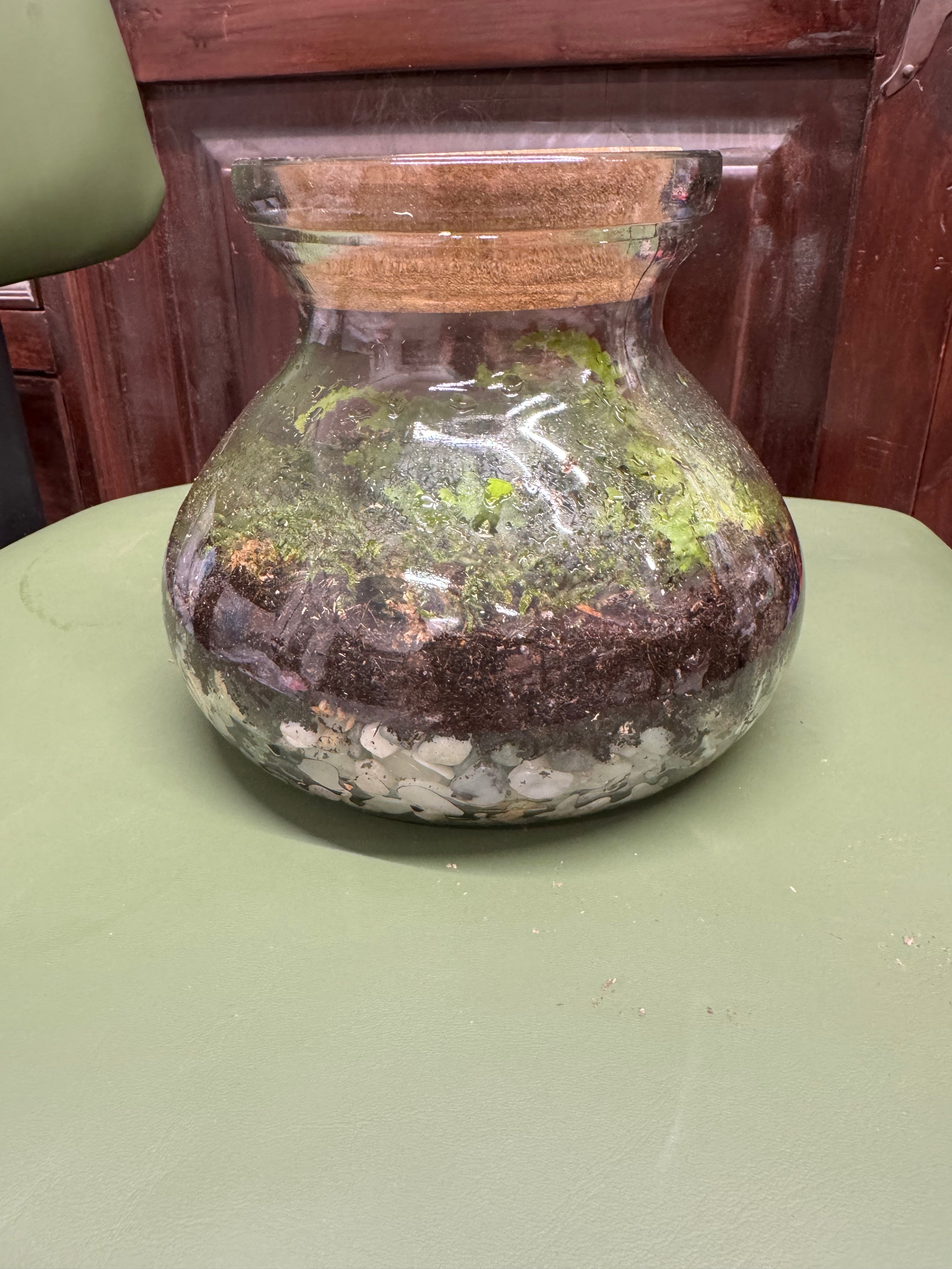 Small Potbelly Terrarium
