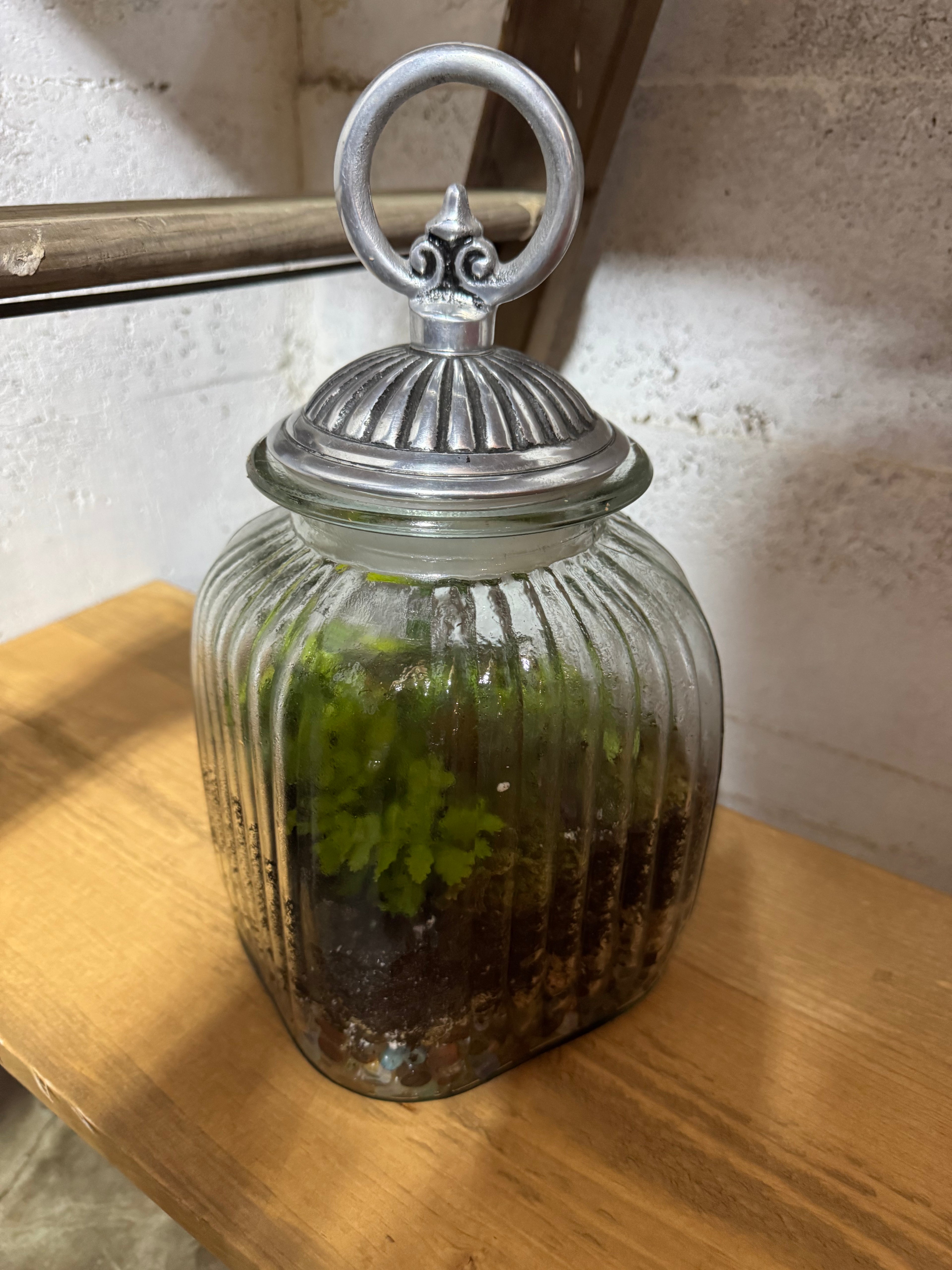 Medium Terrarium