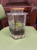 Hexagon Terrarium