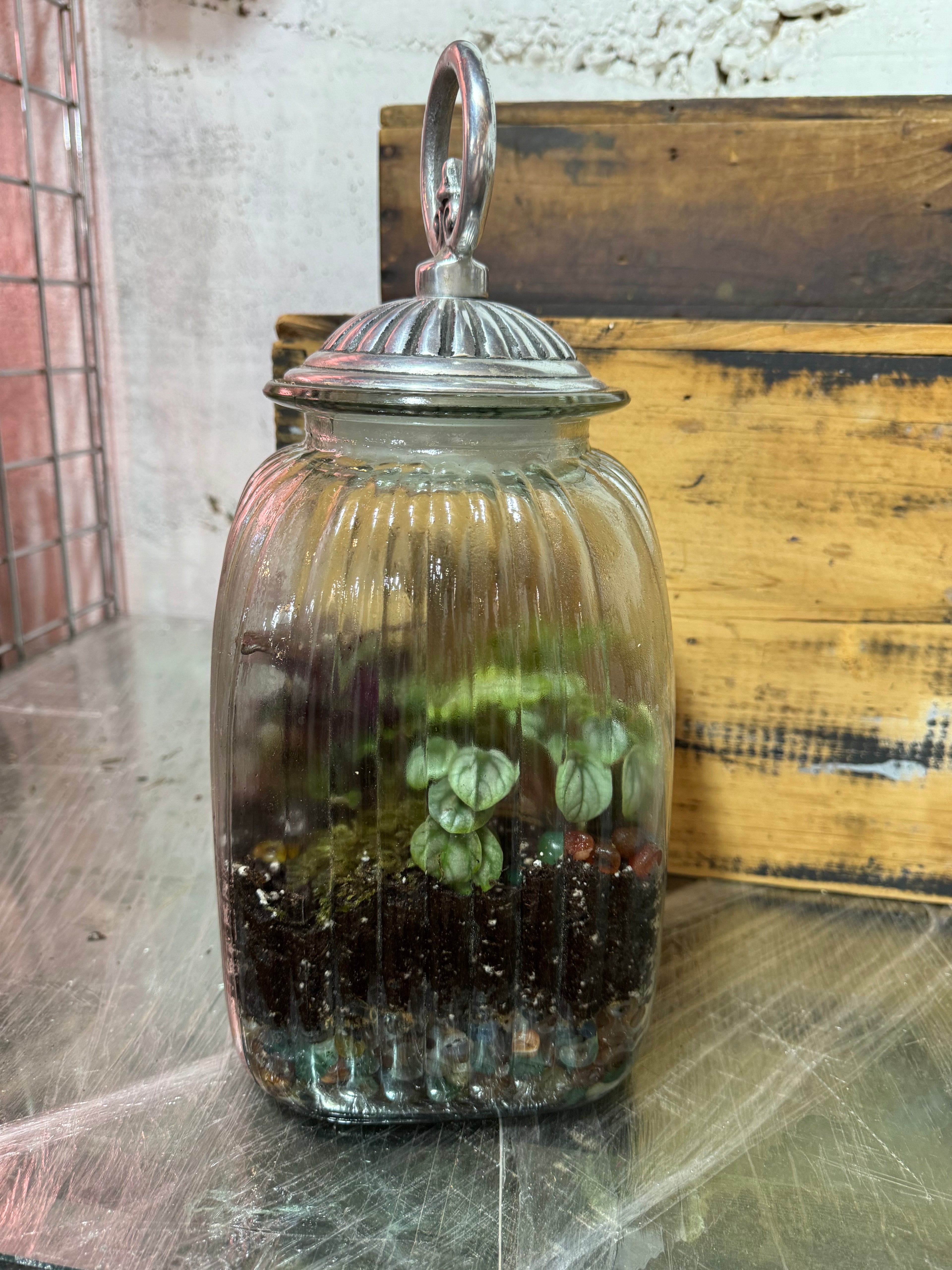Large Canister Terrarium