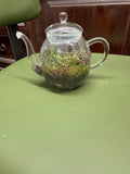 Small Glass Teapot Terrarium