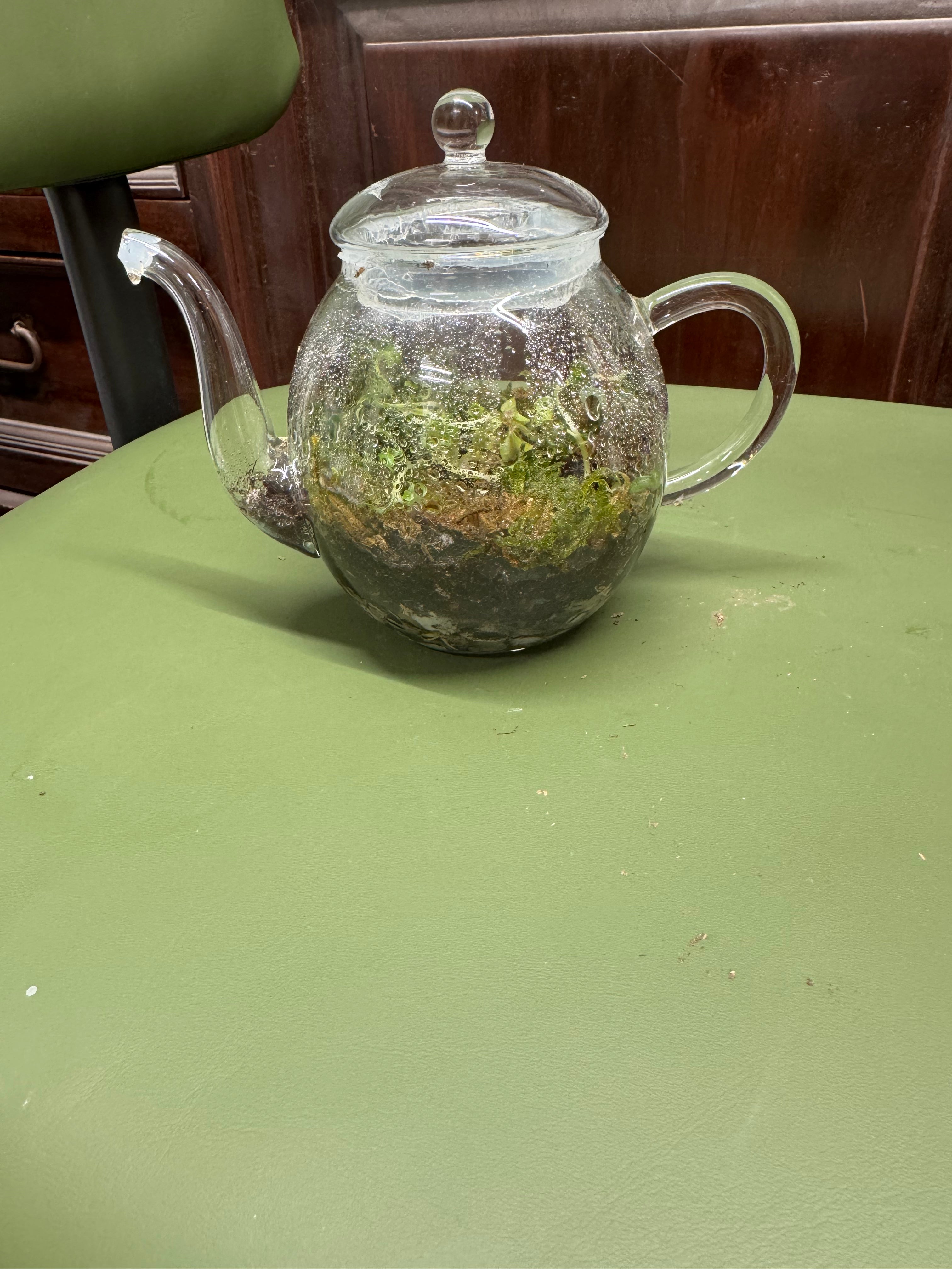 Small Glass Teapot Terrarium