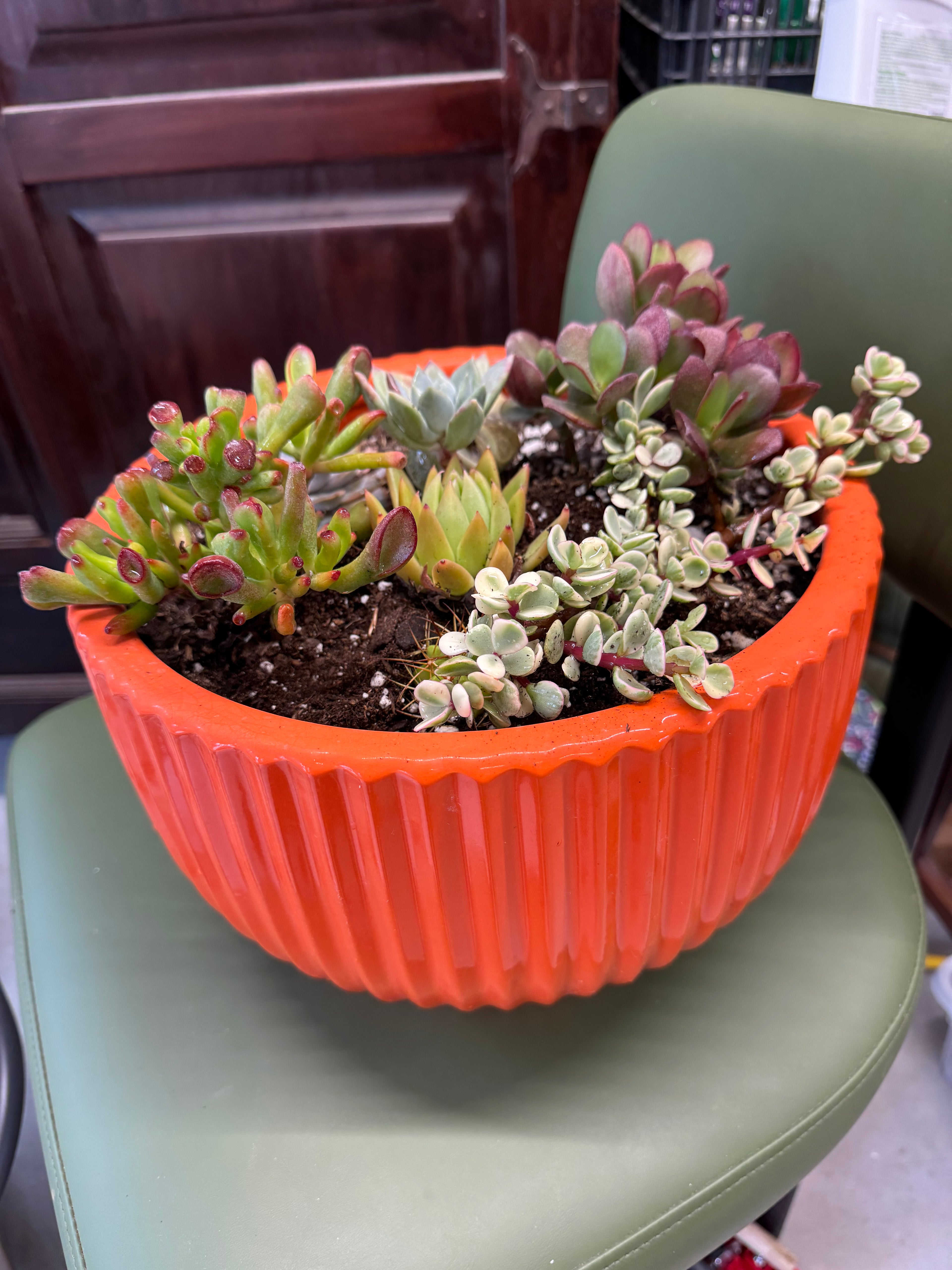 Large Orange Succulents and Cactus