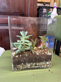 Rectangle Glass Succulent Arrangement