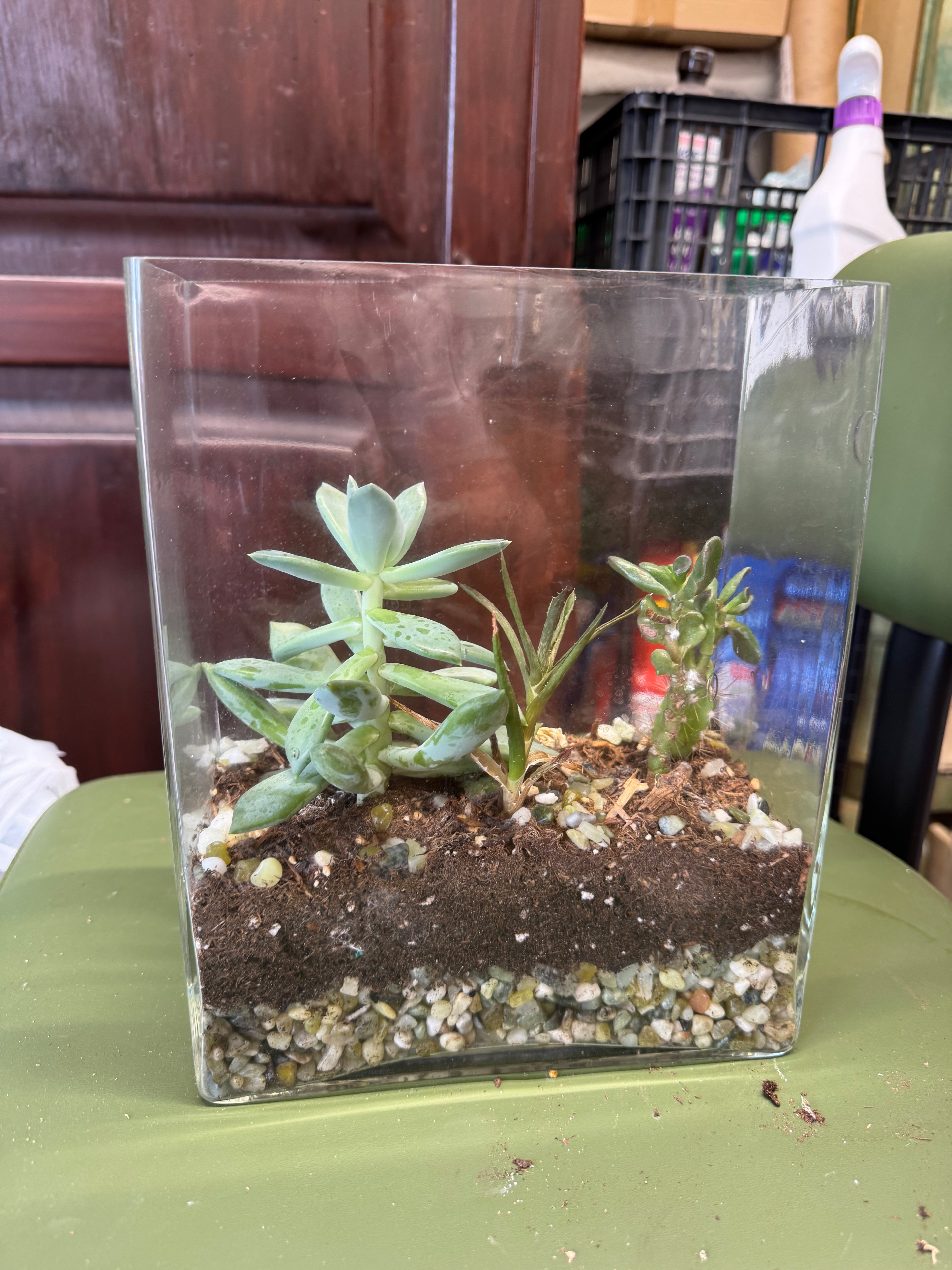 Rectangle Glass Succulent Arrangement