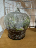 Apple Terrarium