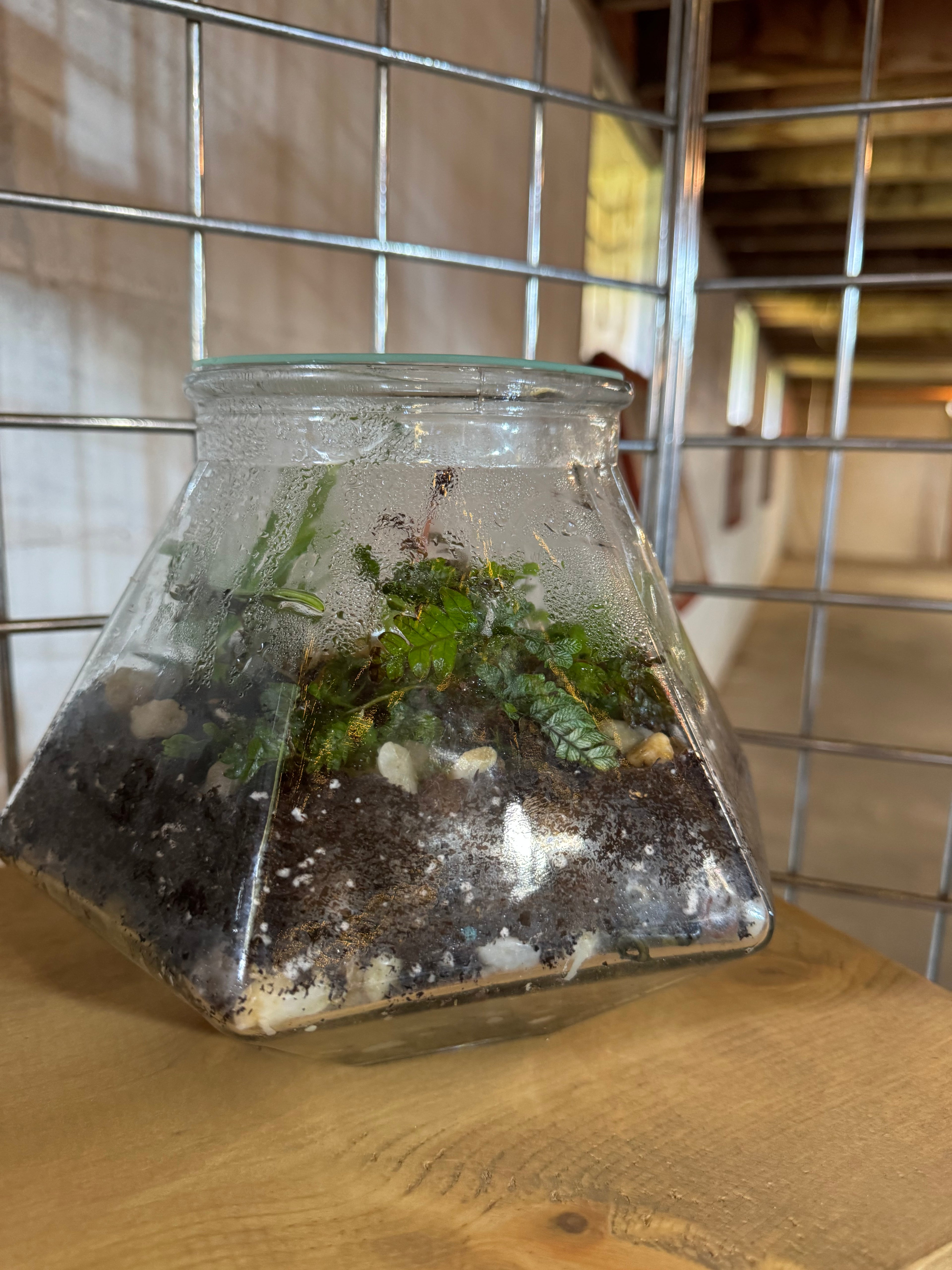 Pyramid Terrarium
