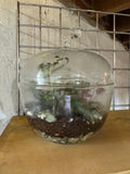 Apple Terrarium