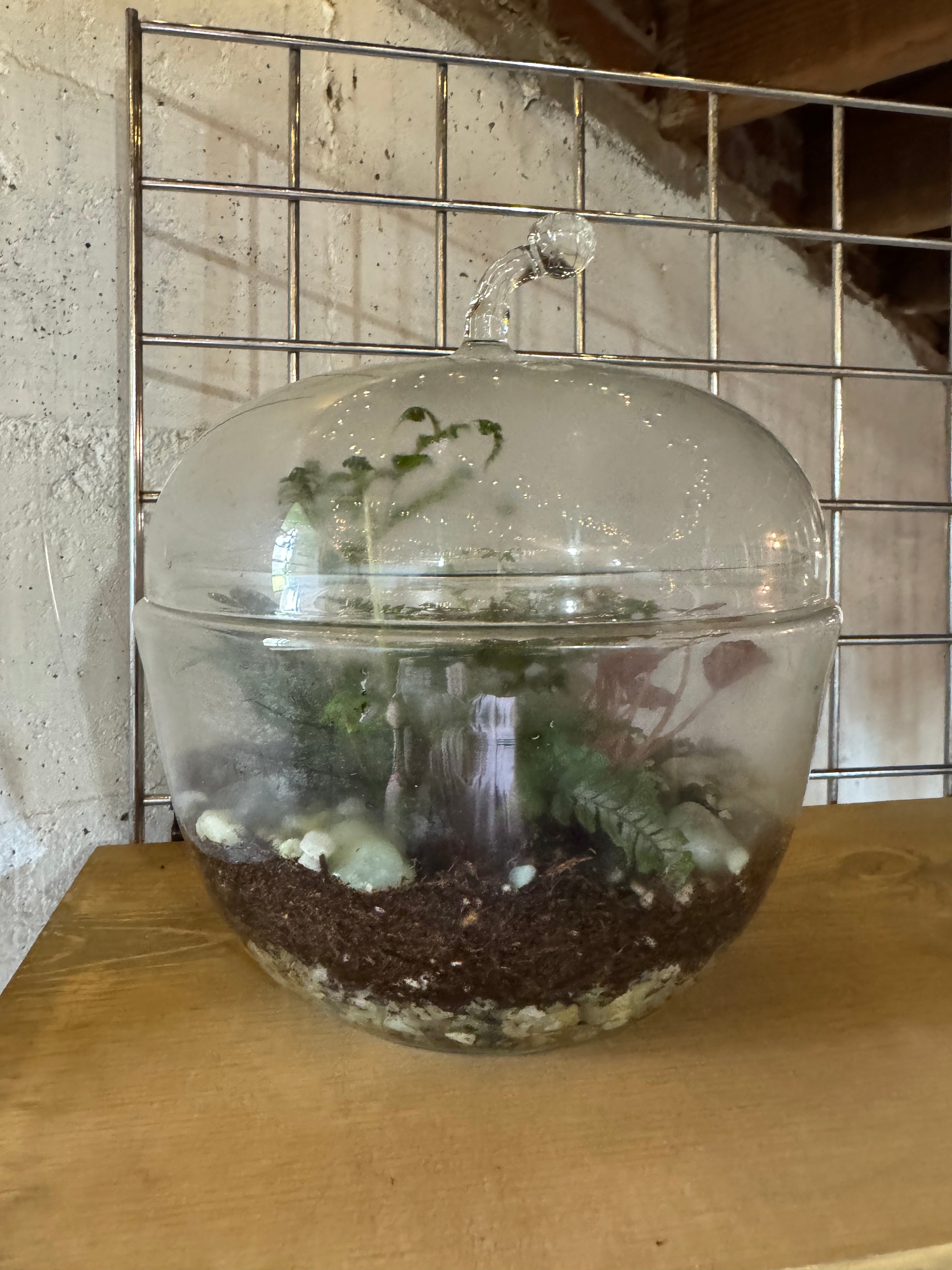 Apple Terrarium