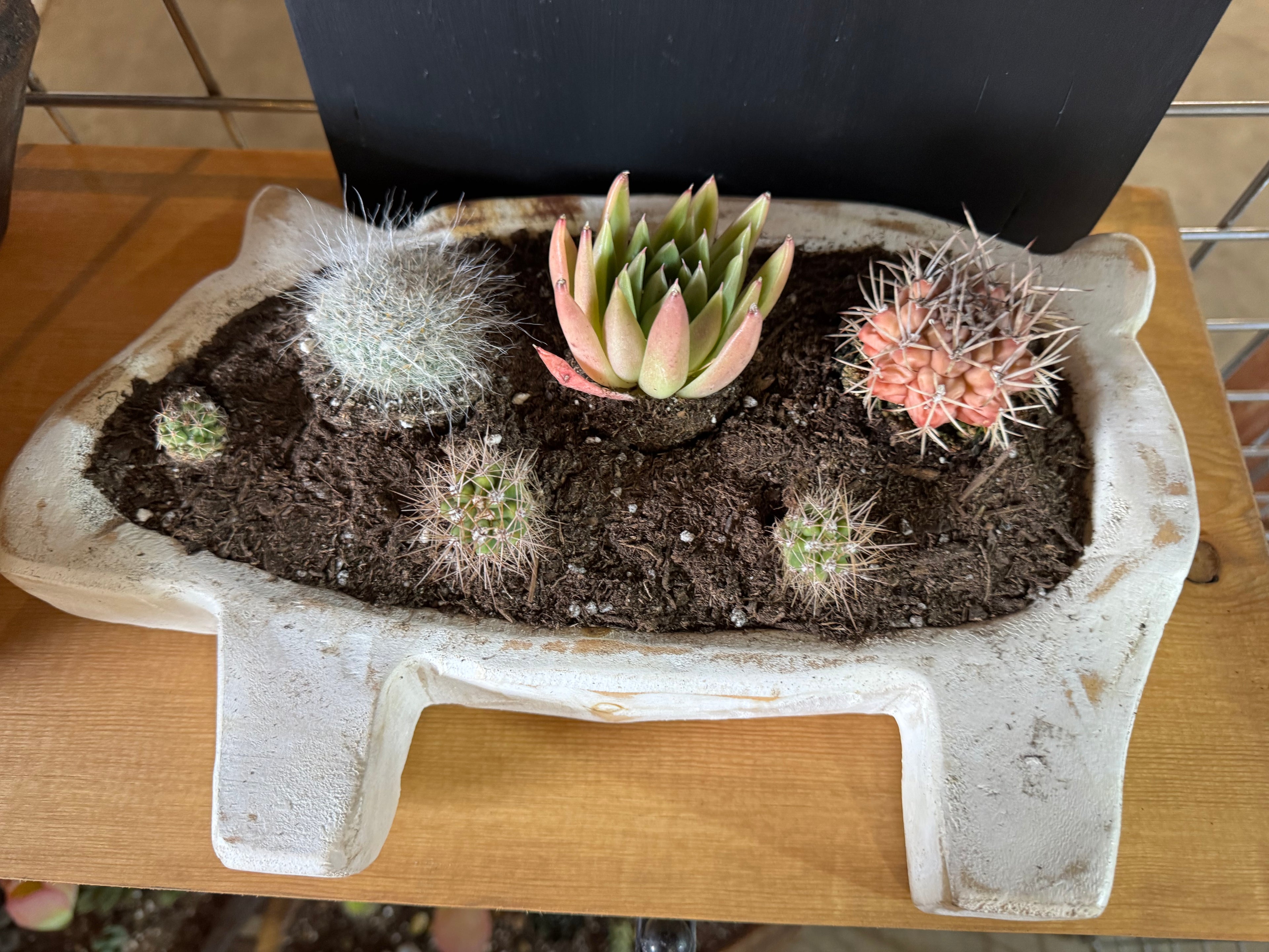 Pig Wood Bowl w/ Succulents and Cacti