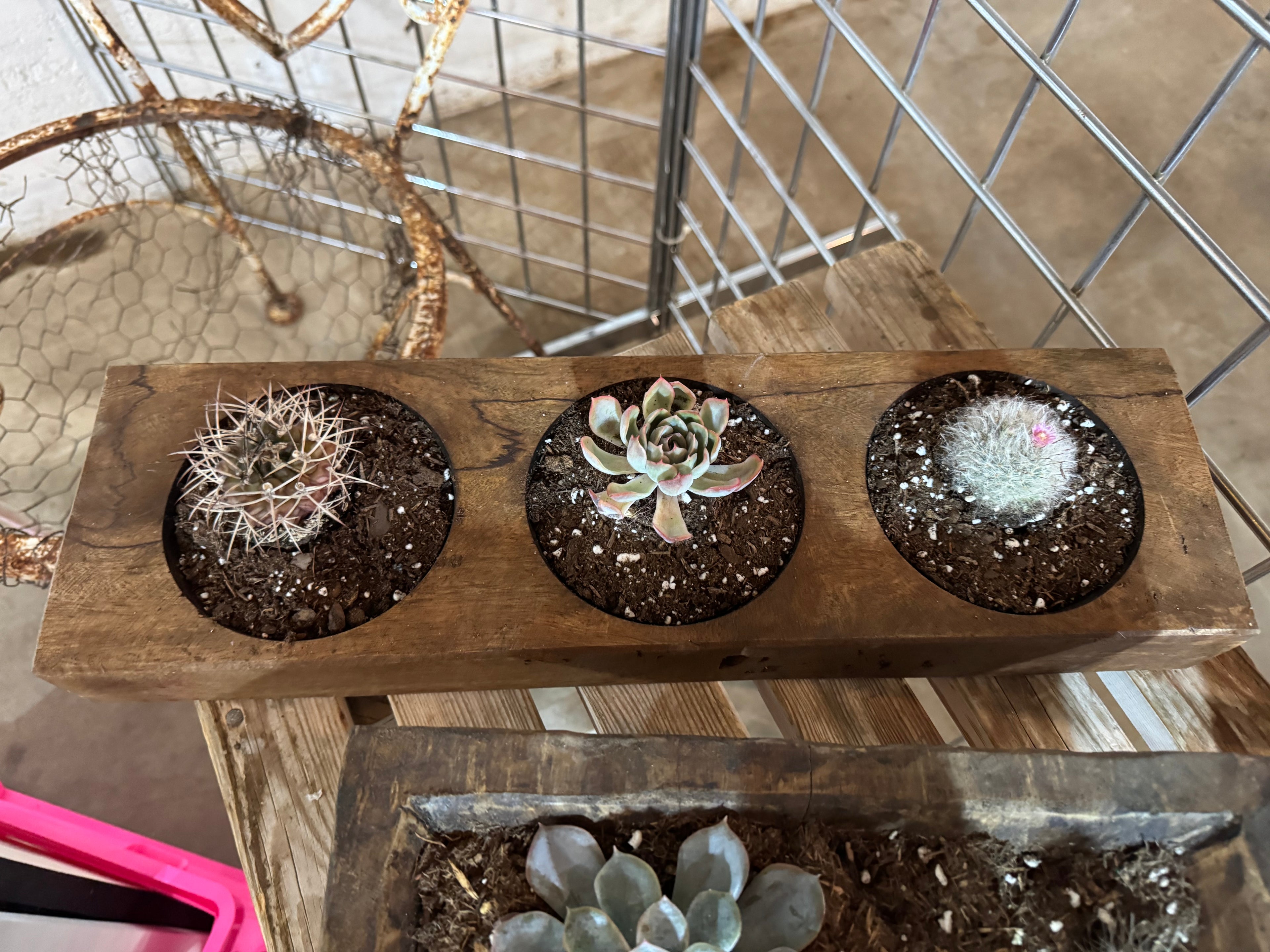Three Sugar Mold with Succulents and Cactus