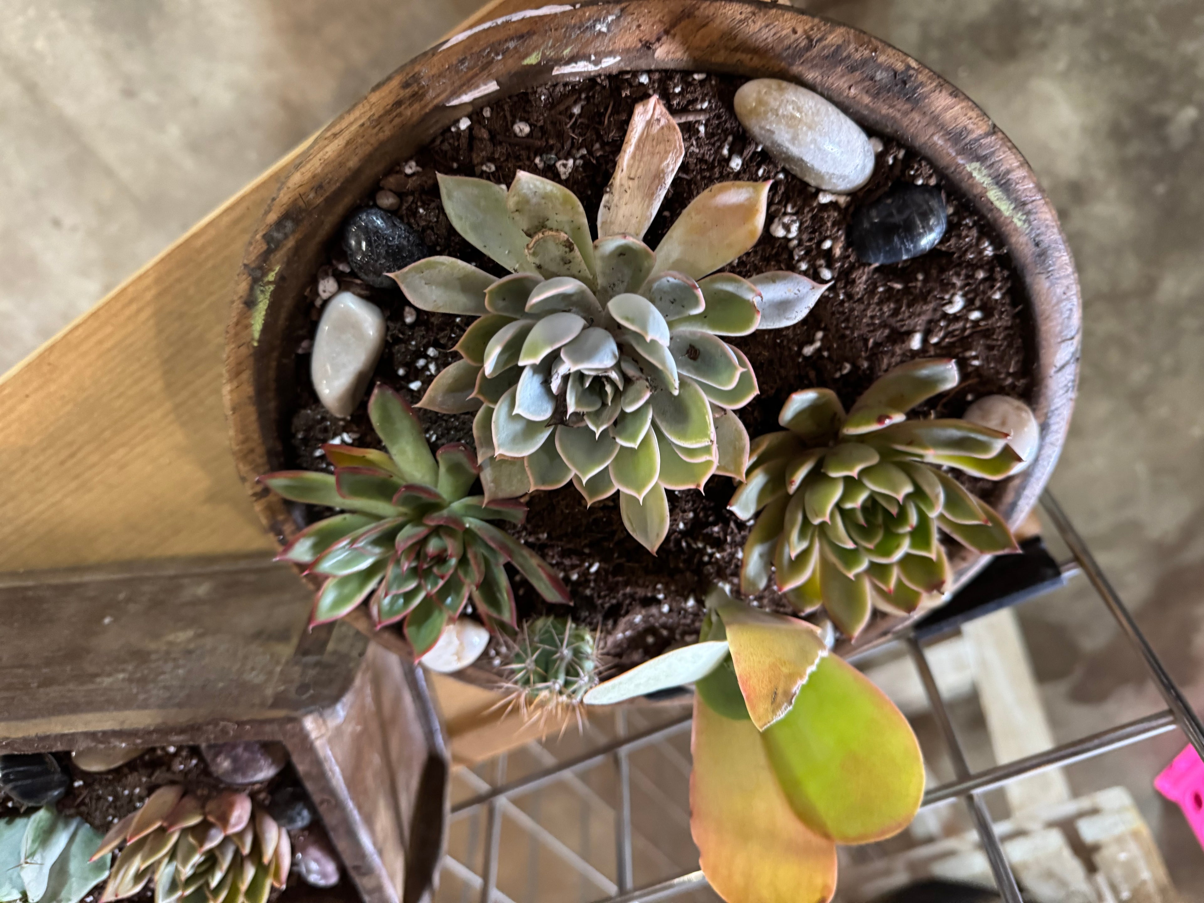Round Wood Bowl with Succulents and Cactus