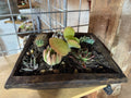 Square Wood Bowl with Succulents and Cactus
