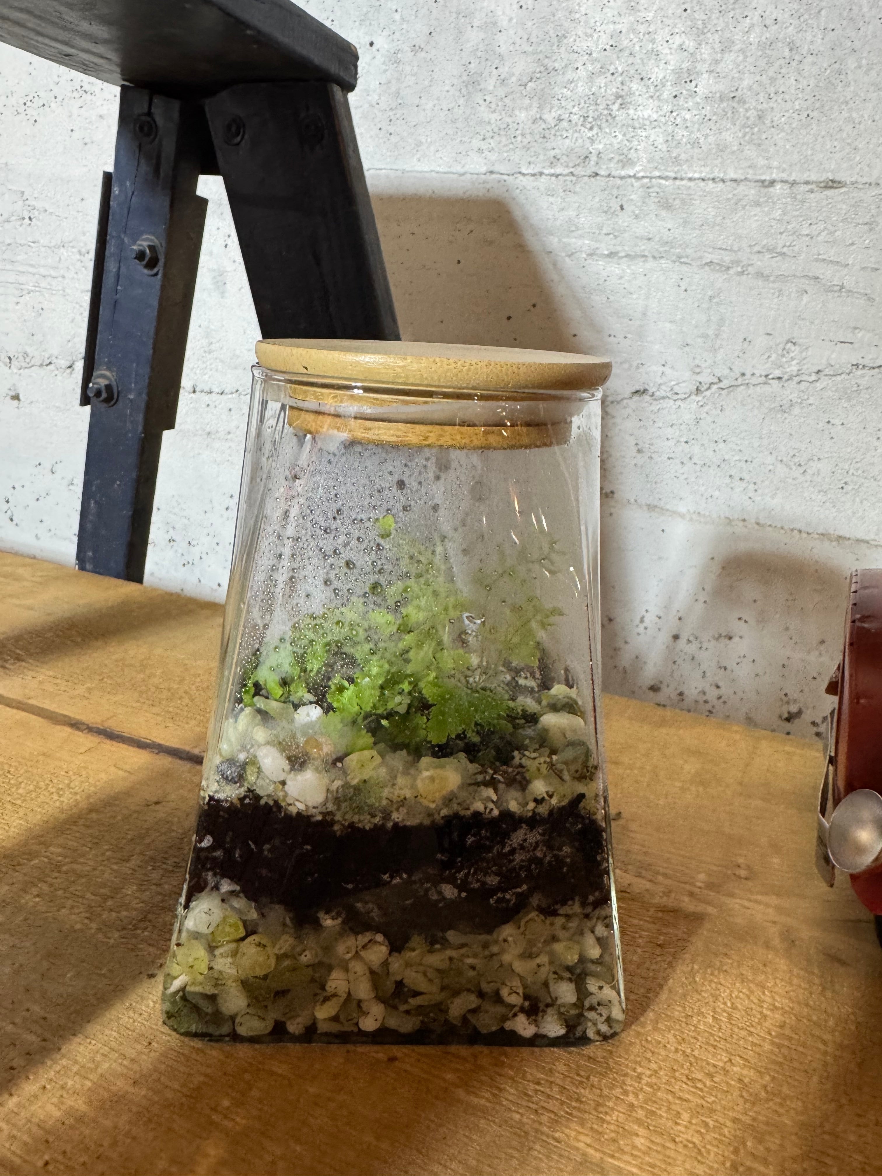 Square Base Terrarium