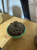 Single Succulent in Antique Container