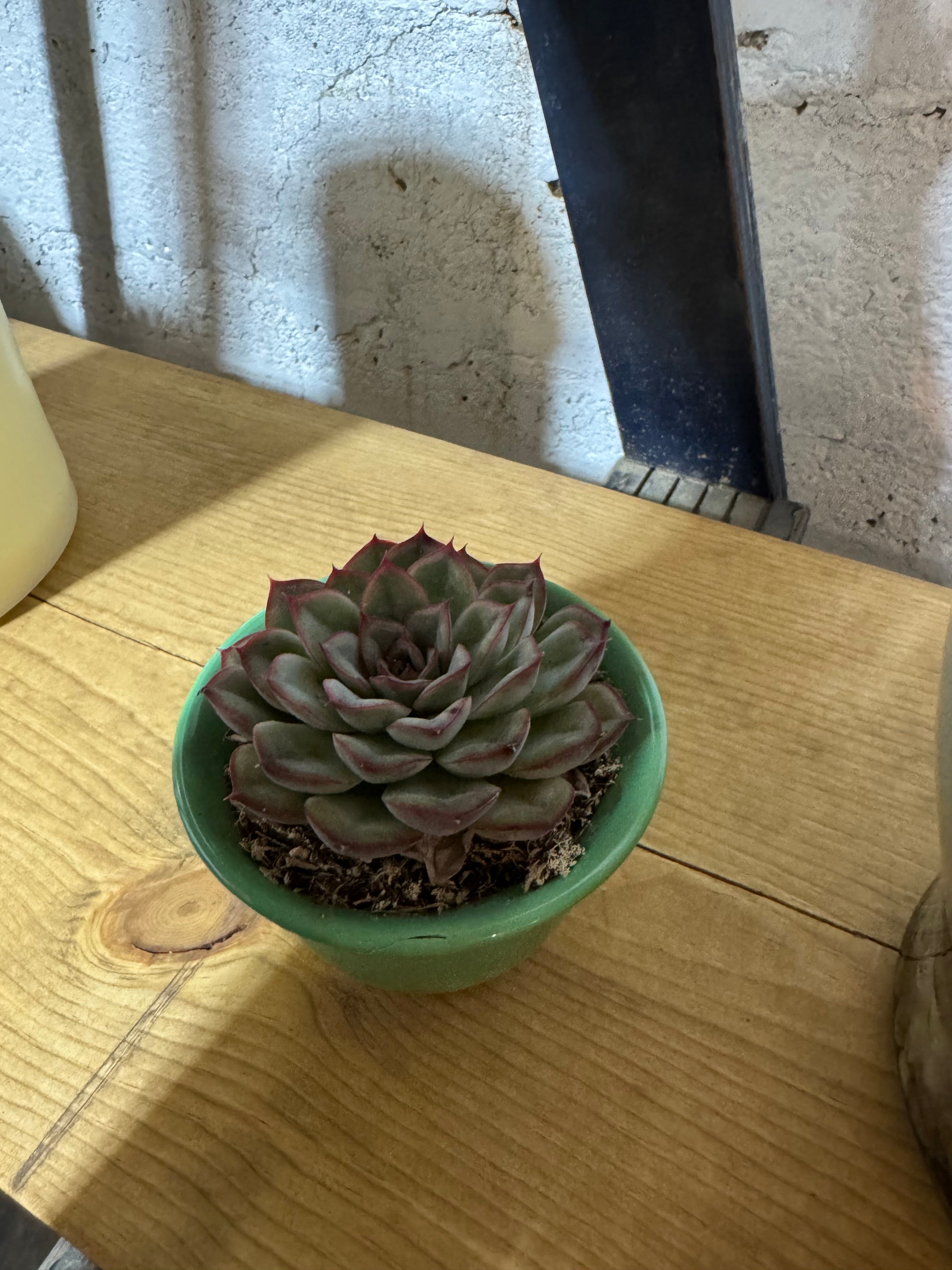 Single Succulent in Antique Container