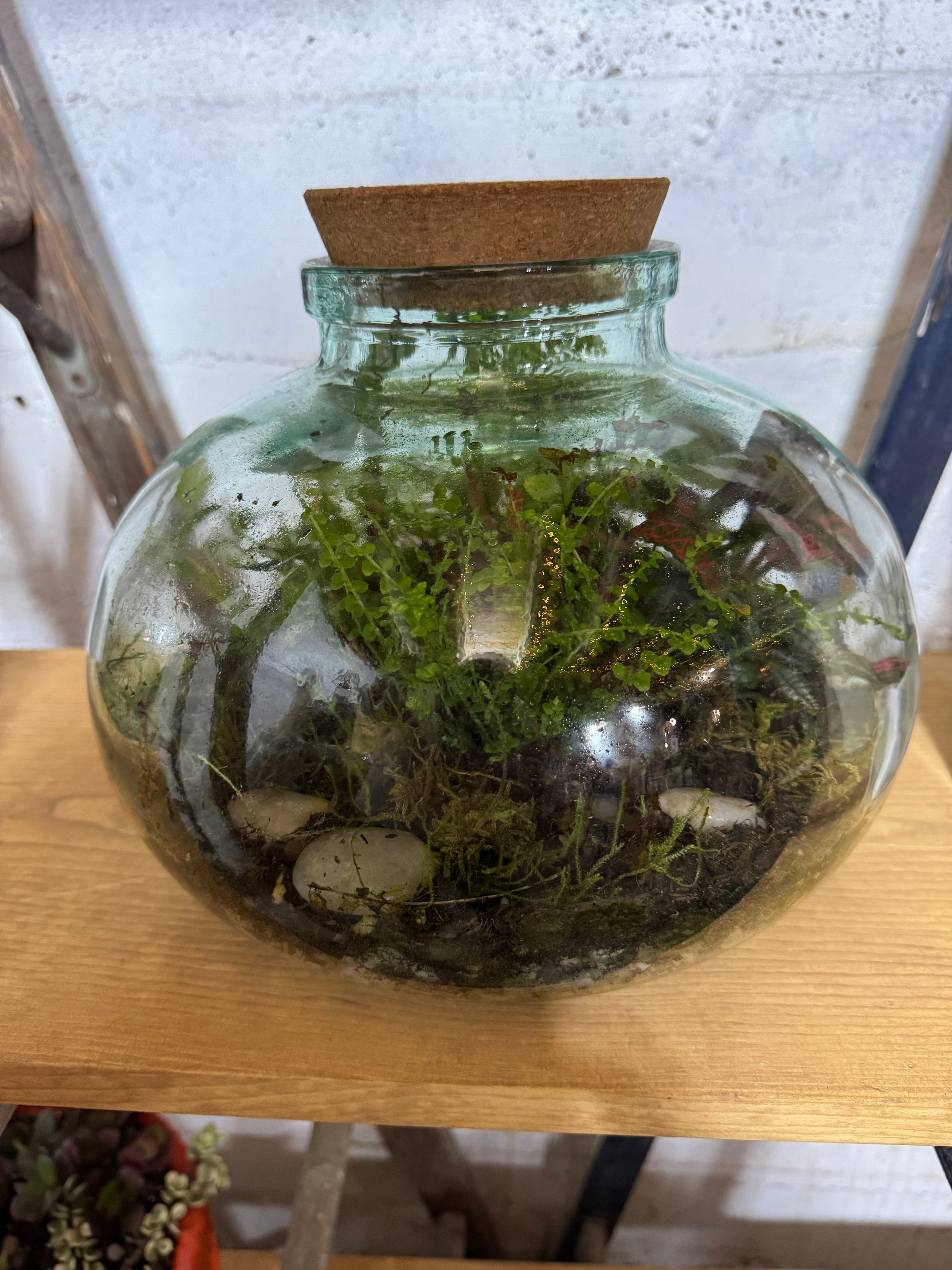 Large Glass Potbelly Terrarium