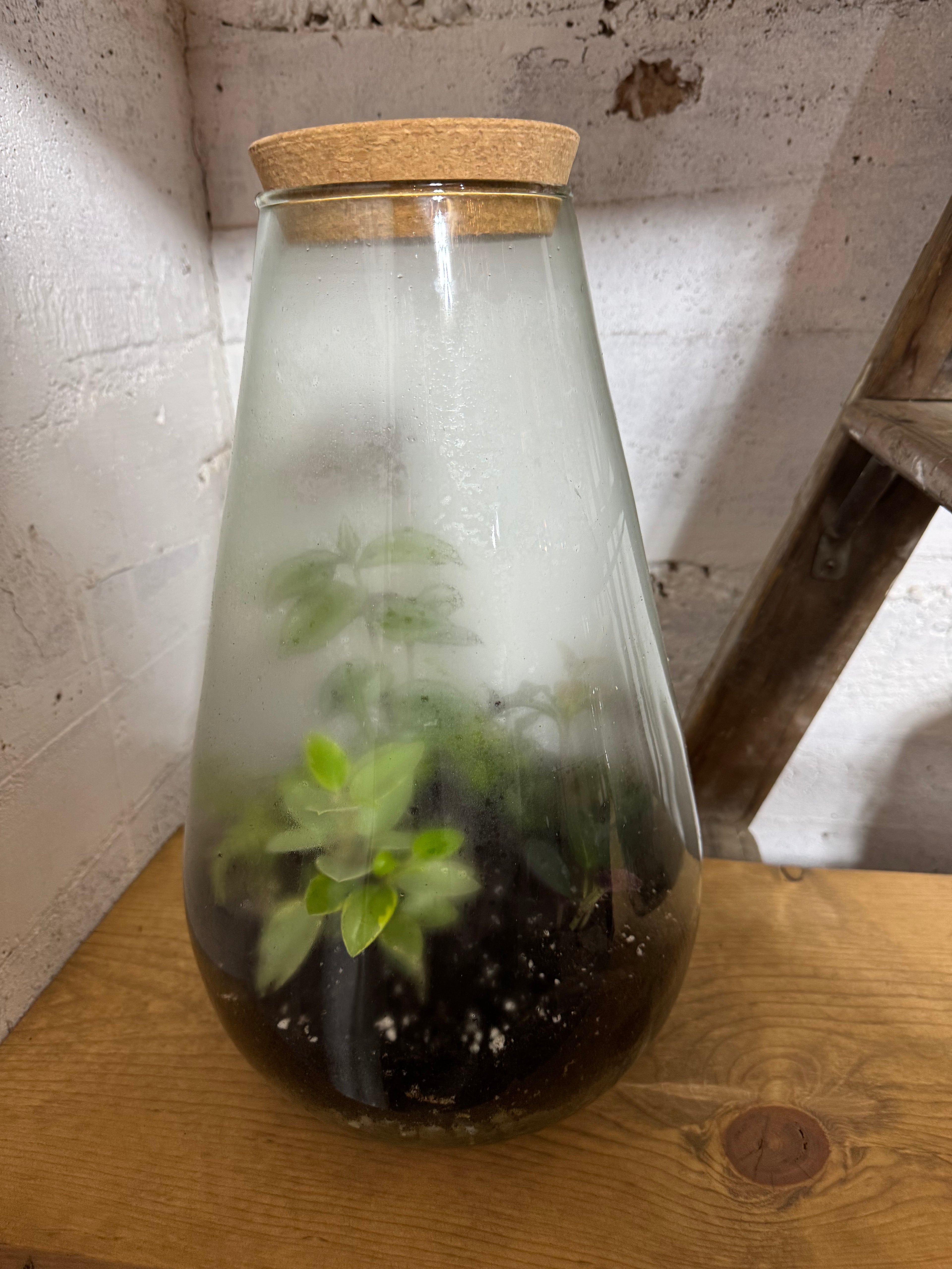Tall Teardrop Glass Terrarium