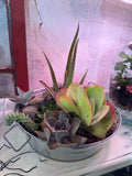 Large Galvanized Tin with many succulents/cactus