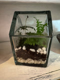 Glass House Terrarium