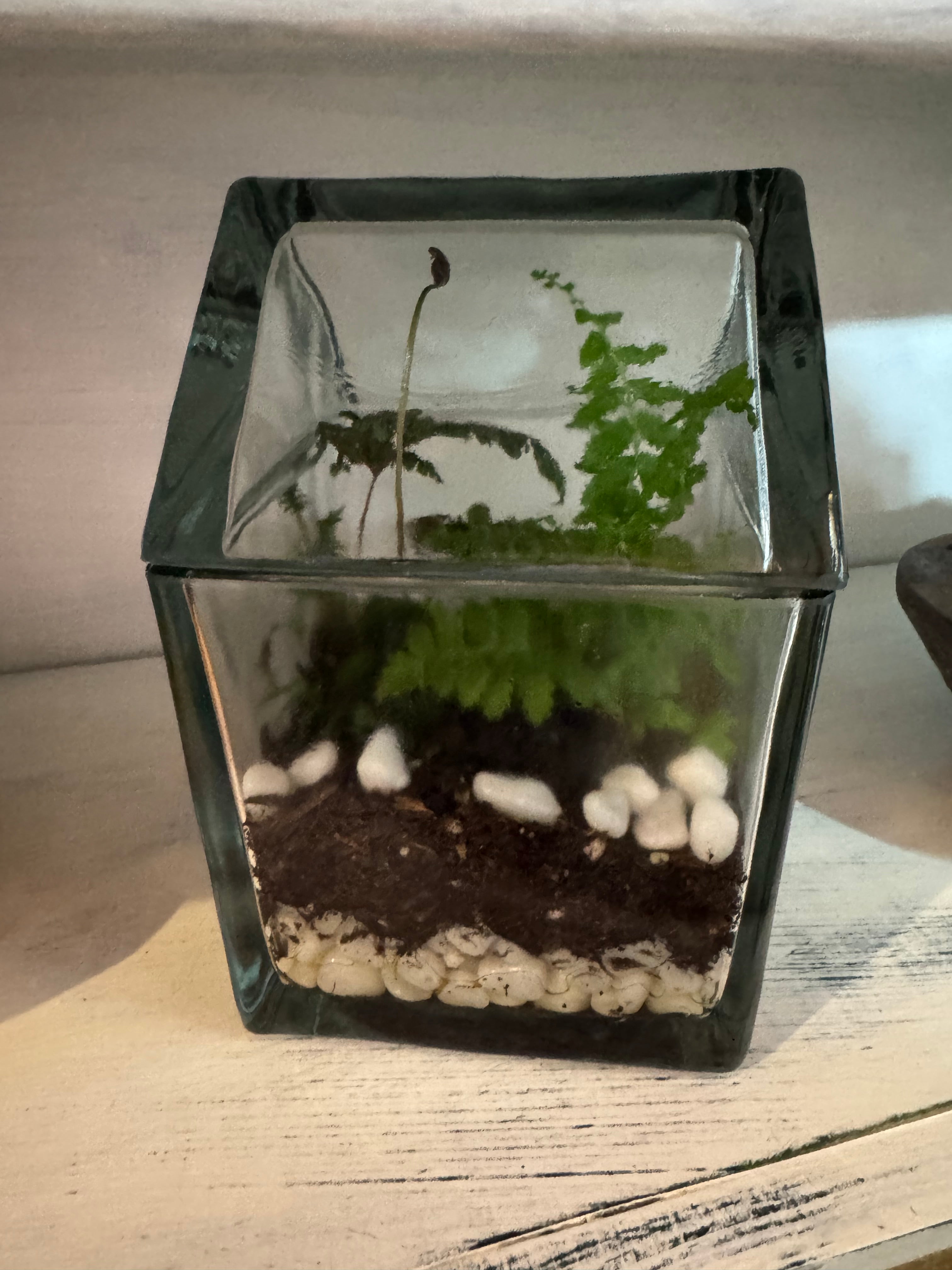 Glass House Terrarium