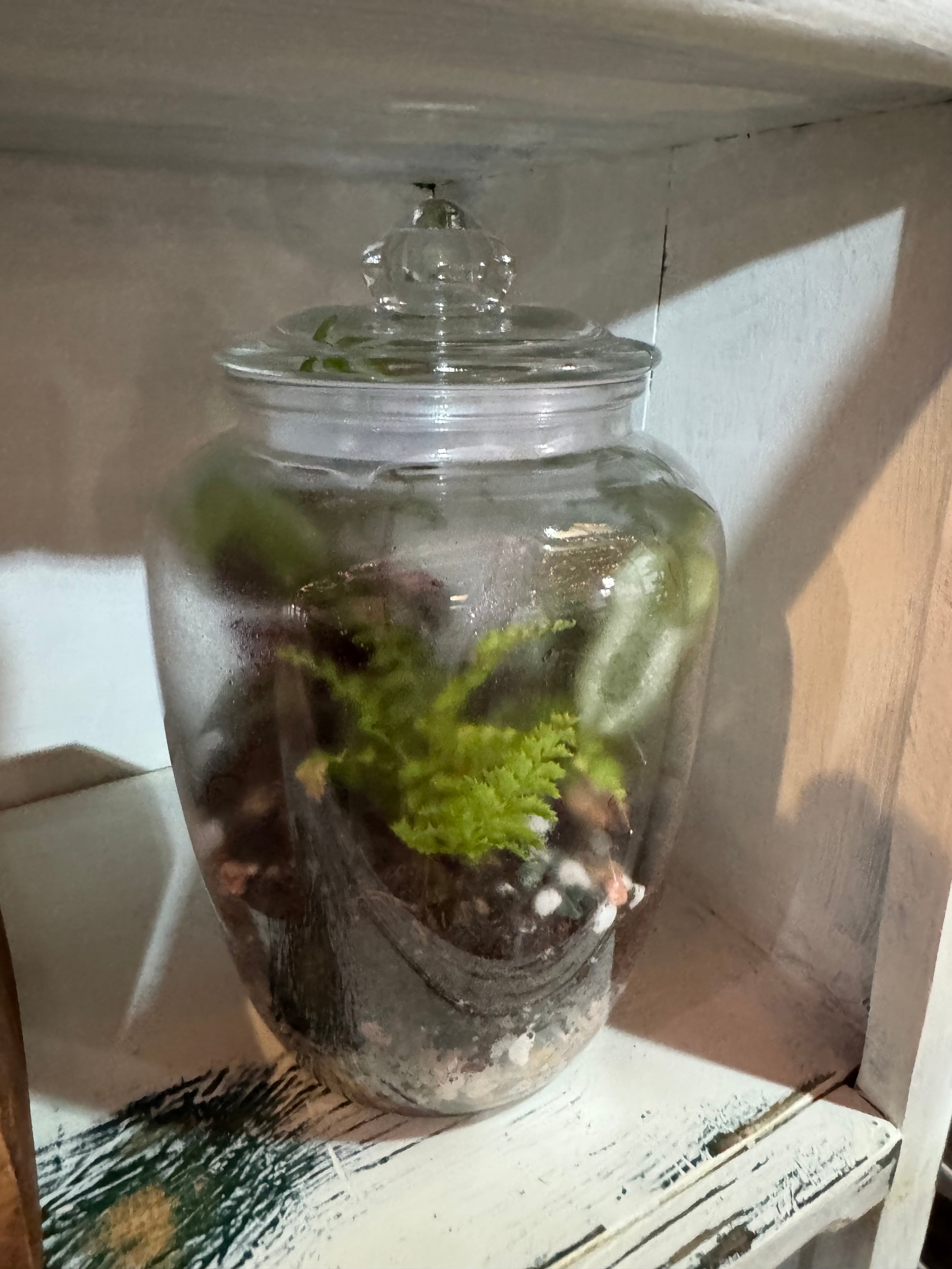 Glass Urn Terrarium