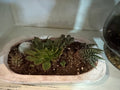 Small Oblong Wood Bowl with Succulents and Cactus