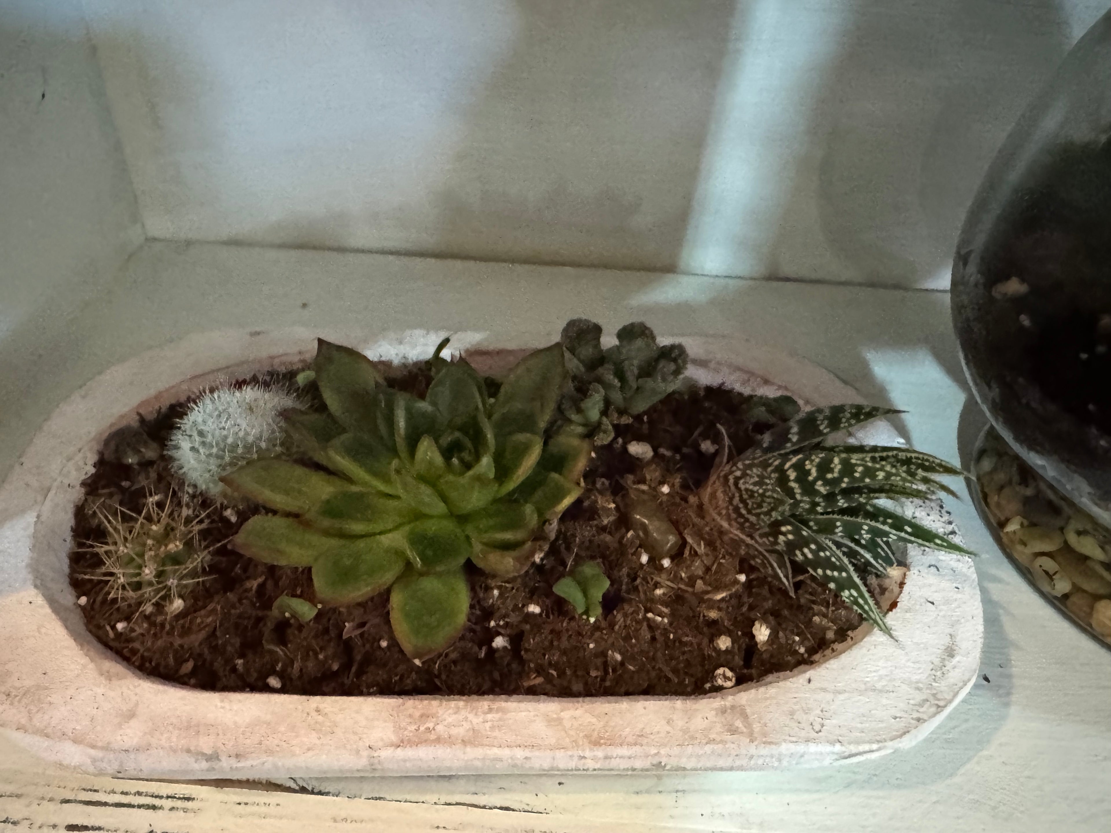 Small Oblong Wood Bowl with Succulents and Cactus