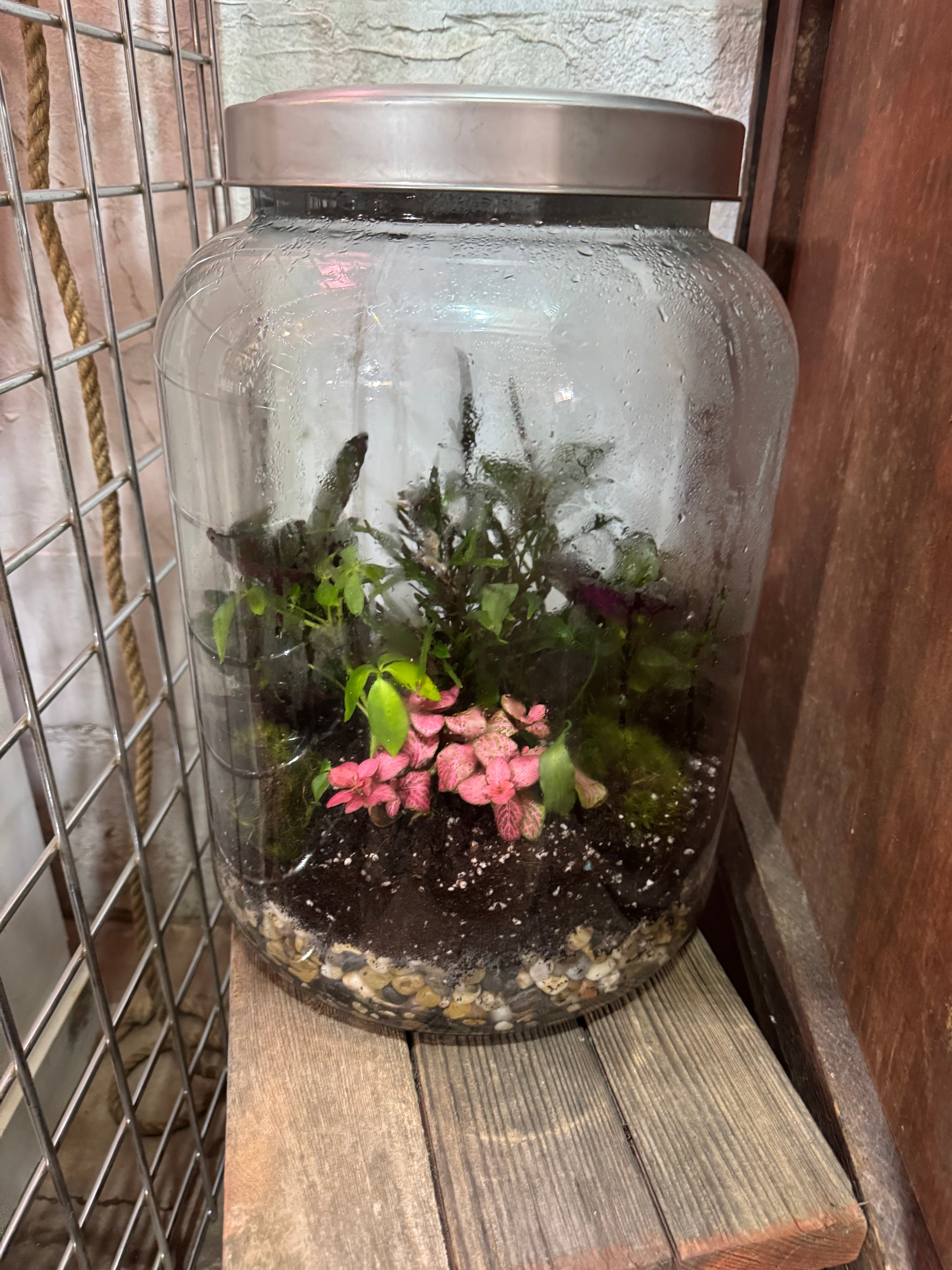XL Terrarium with Metal Lid