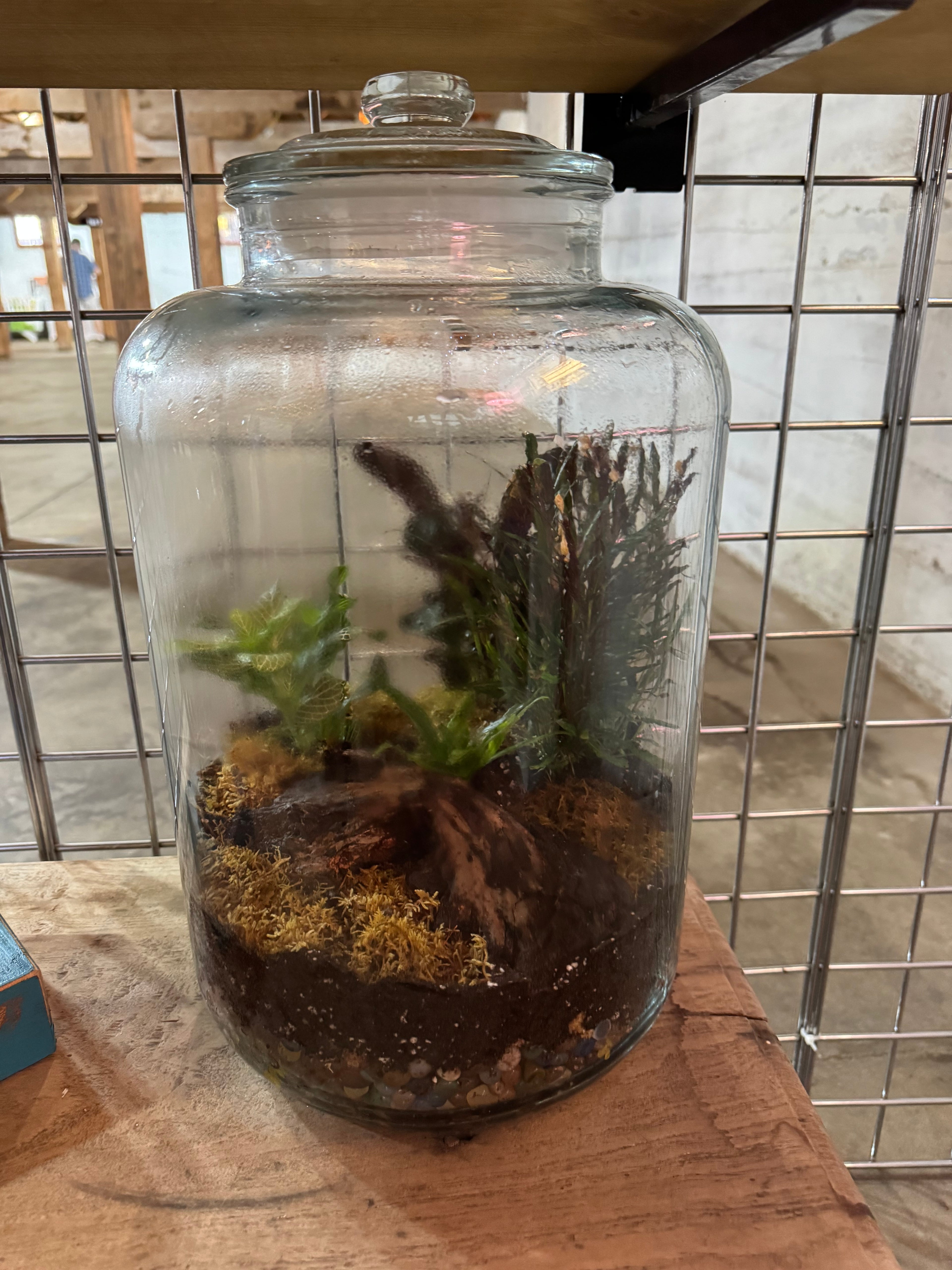 X-Large Terrarium with Glass Lid