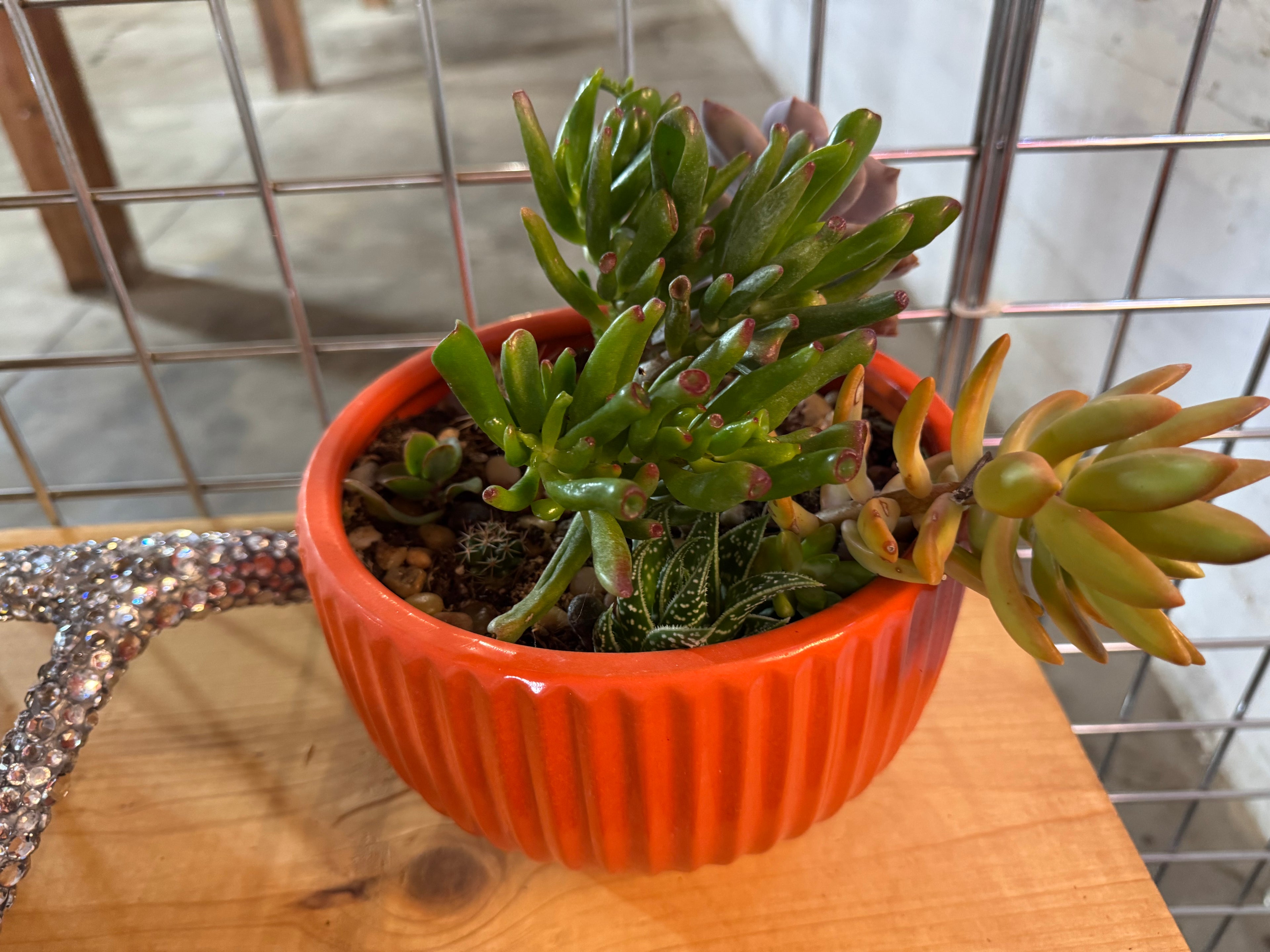 Small Orange Succulents and Cactus
