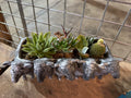 Sheep Succulents and Cacti