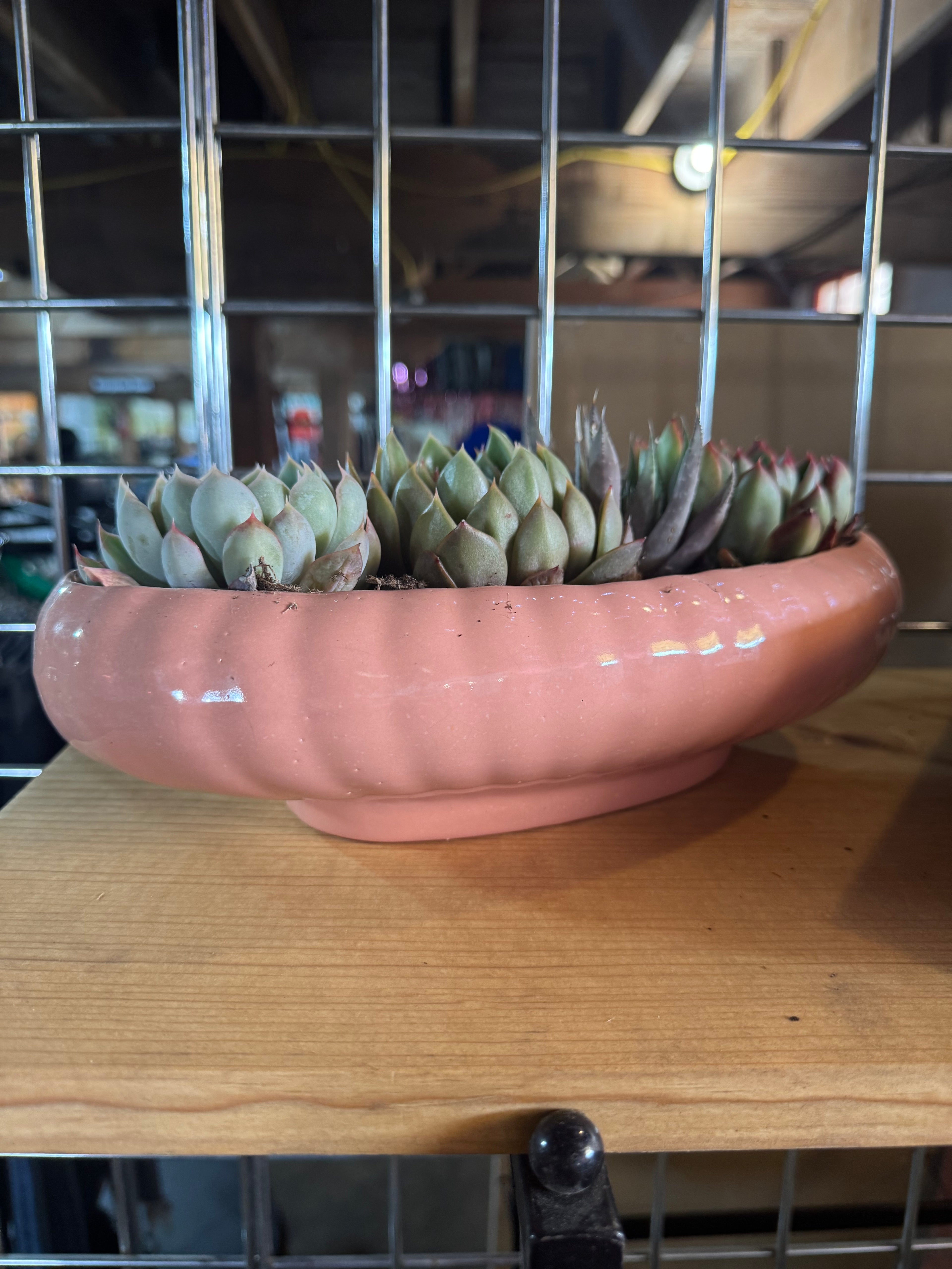 Antique Succulent