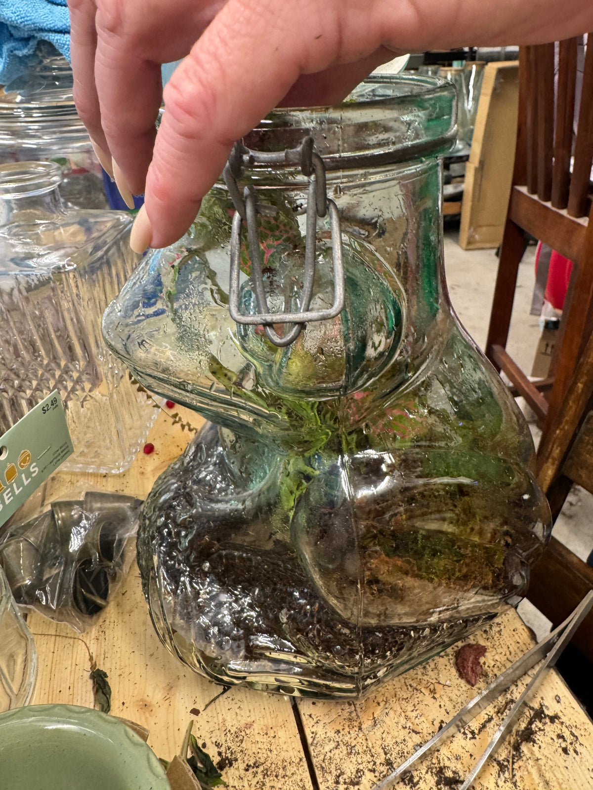 Frog Terrarium