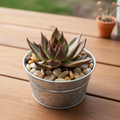 Single Succulent in Galvanized Bucket